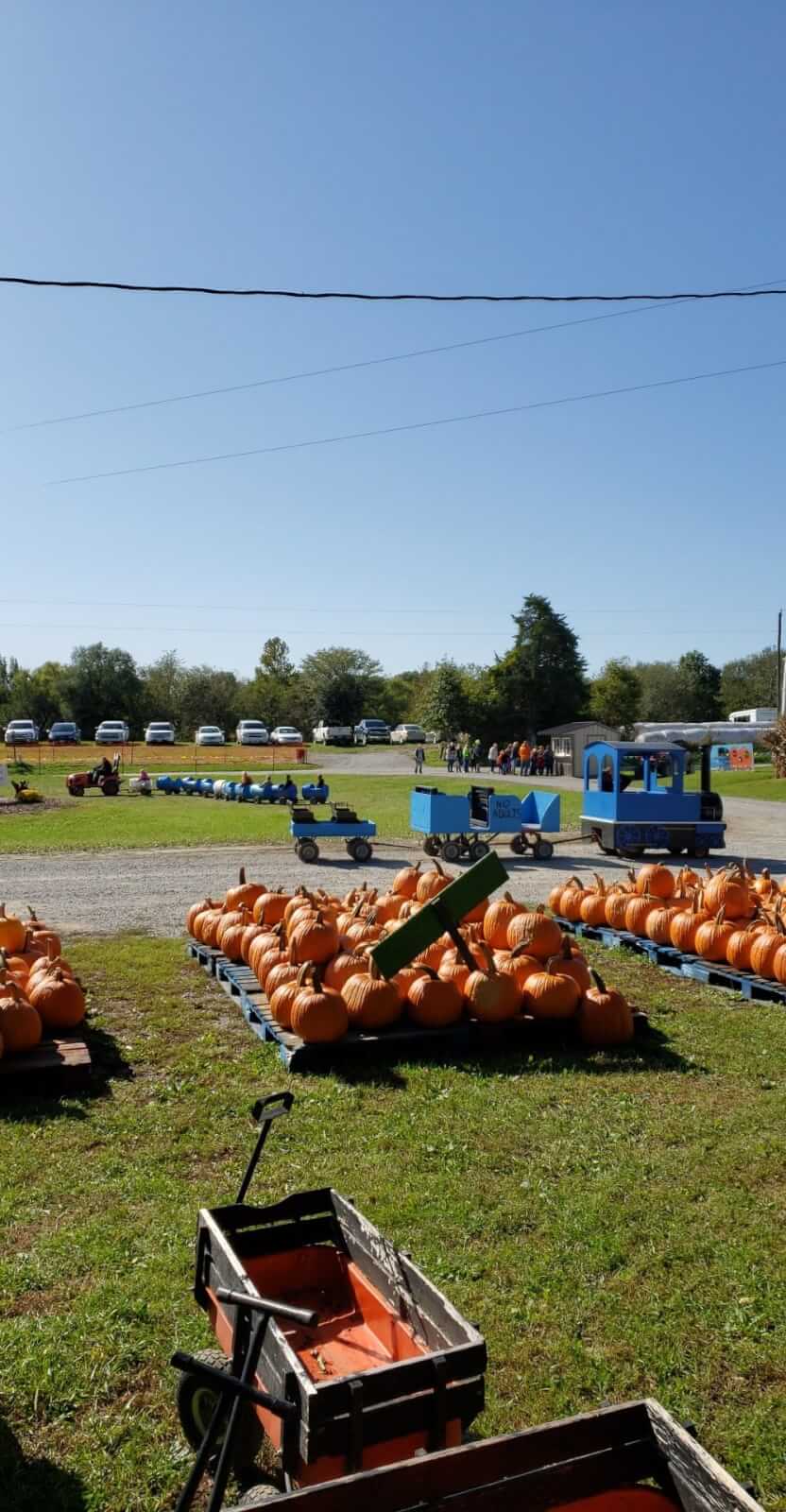 Pumpkin Patch